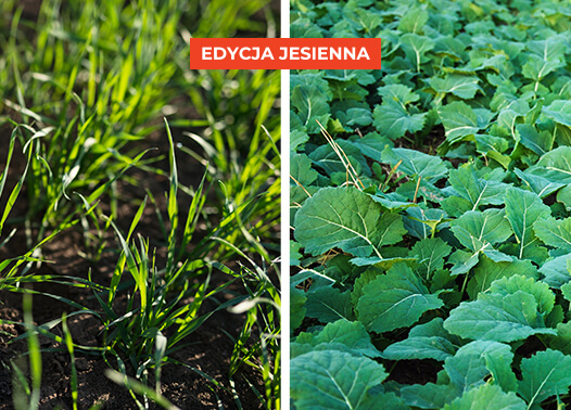 Promocja Syngents na środki ochrony roślin - zboże i rzepak