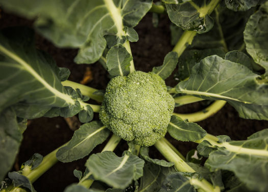 Promocja Syngents na środki ochrony roślin - ziemniaki, warzywa i owoce